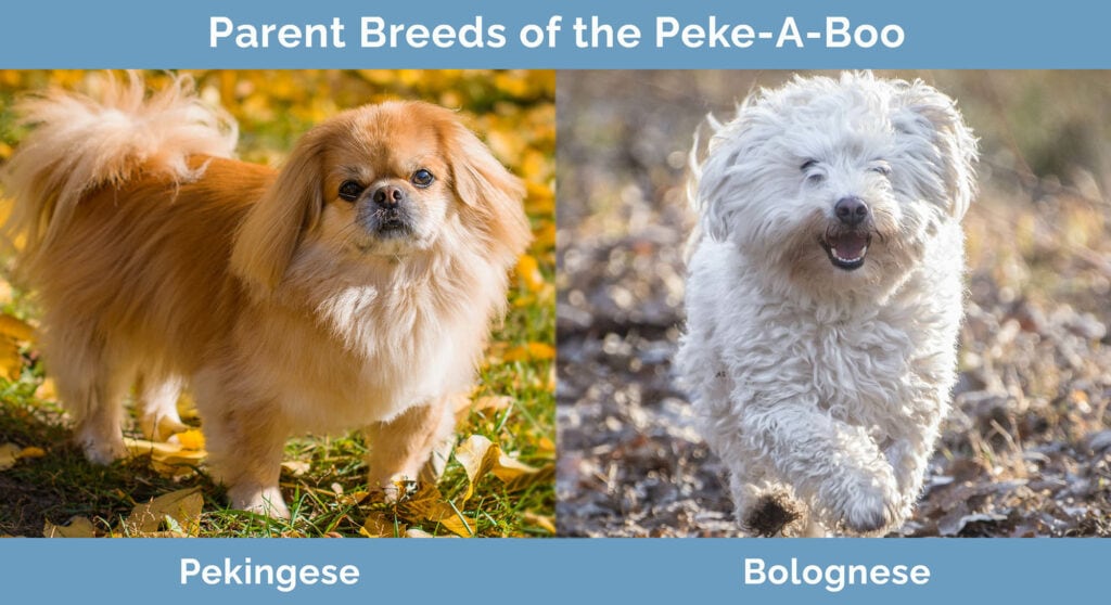 Parent Breeds of the Peke-A-Boo