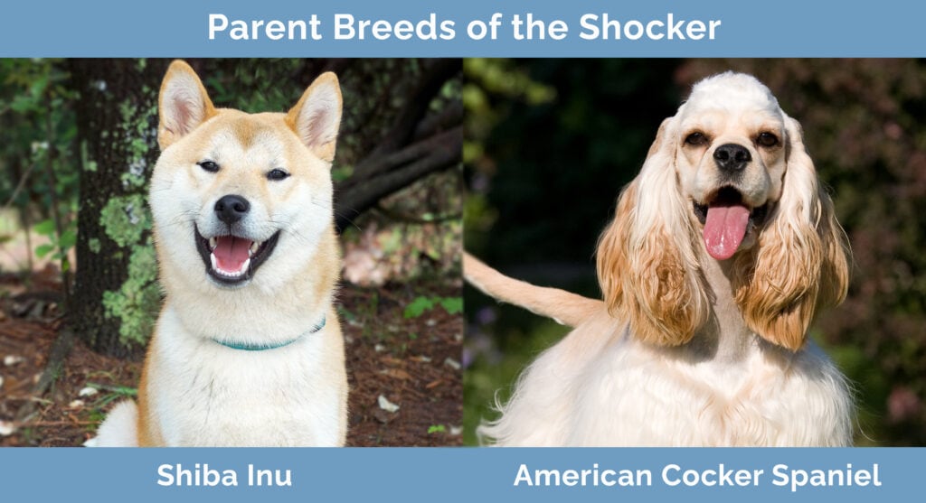 Parent Breeds of the Shocker