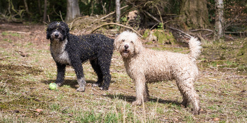 Spanish Water Dogs on a river bank