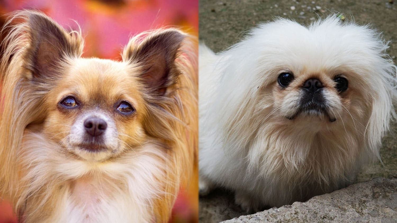 The parents of Peke-A-Pap - Papillon and Pekingese Mix