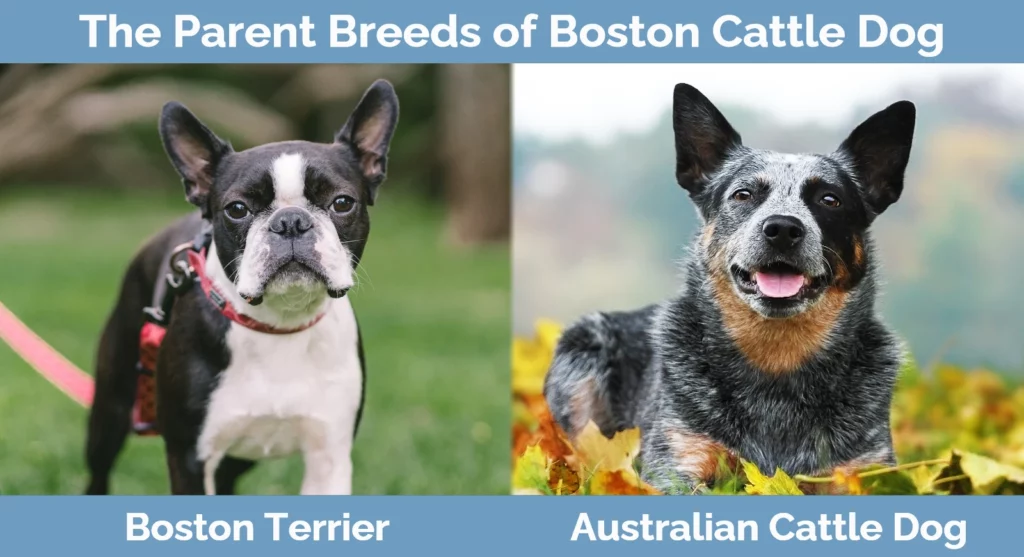 The parent breeds of Boston Cattle Dog