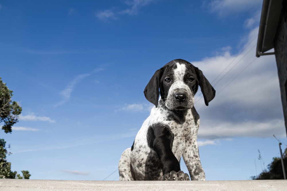 Black and white German Shorthaired Pointer puppy