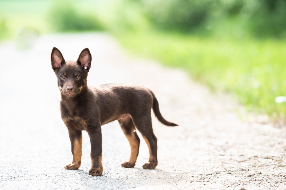 dark brown australian kelpie puppy