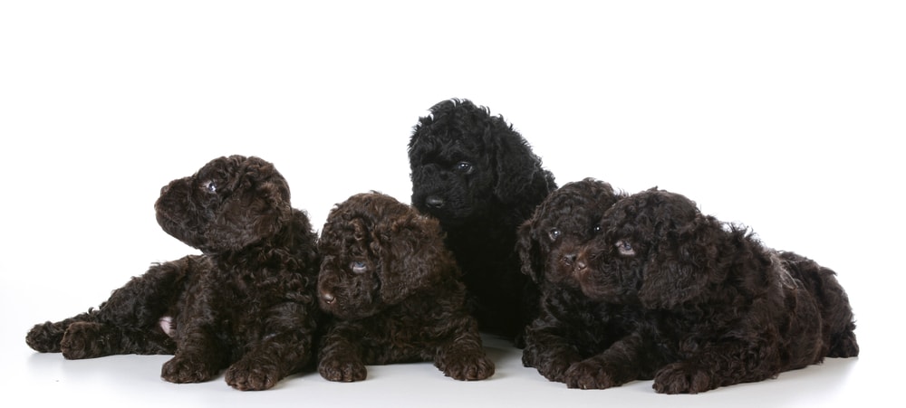 litter of five barbet puppies