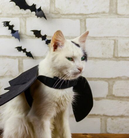 15 DIY Halloween Costumes for Cats To Make Today (With Pictures ...
