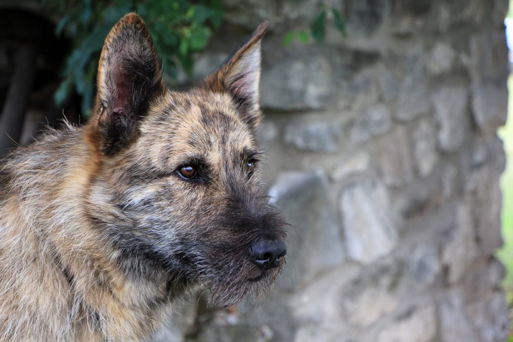 Belgian malinois and dutch shepherd crossbreed or Mali Dutchie dog