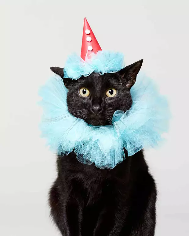 Clown Cat