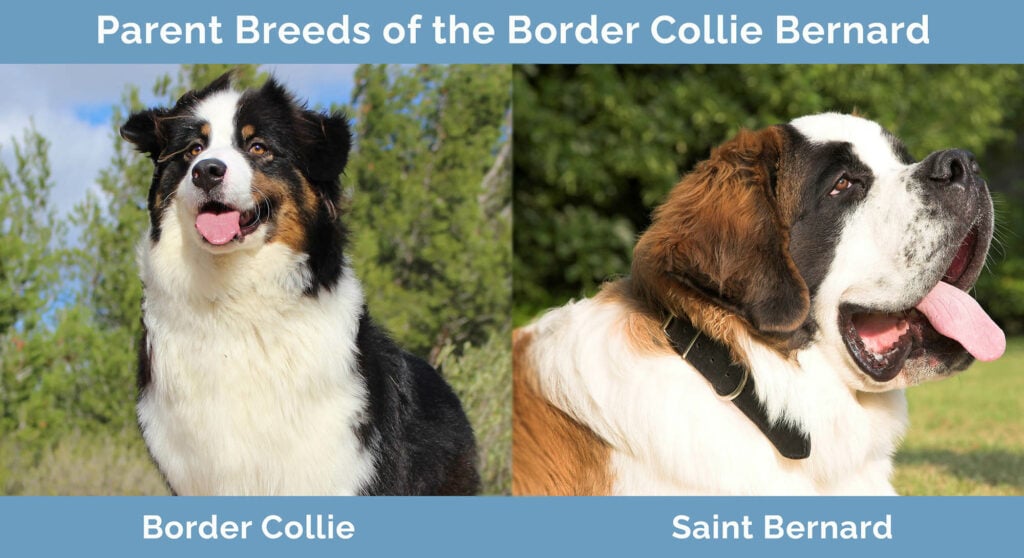 Parent Breeds of Border Collie Bernard