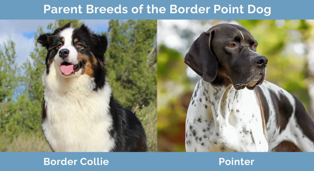 Parent Breeds of the Border Point dog
