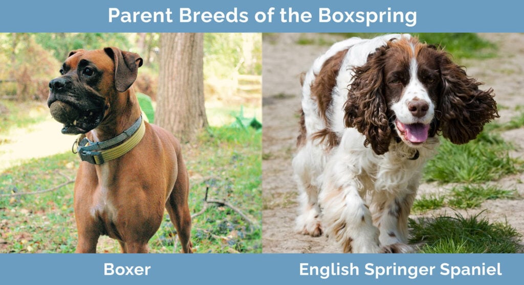 Parent Breeds of the Boxspring