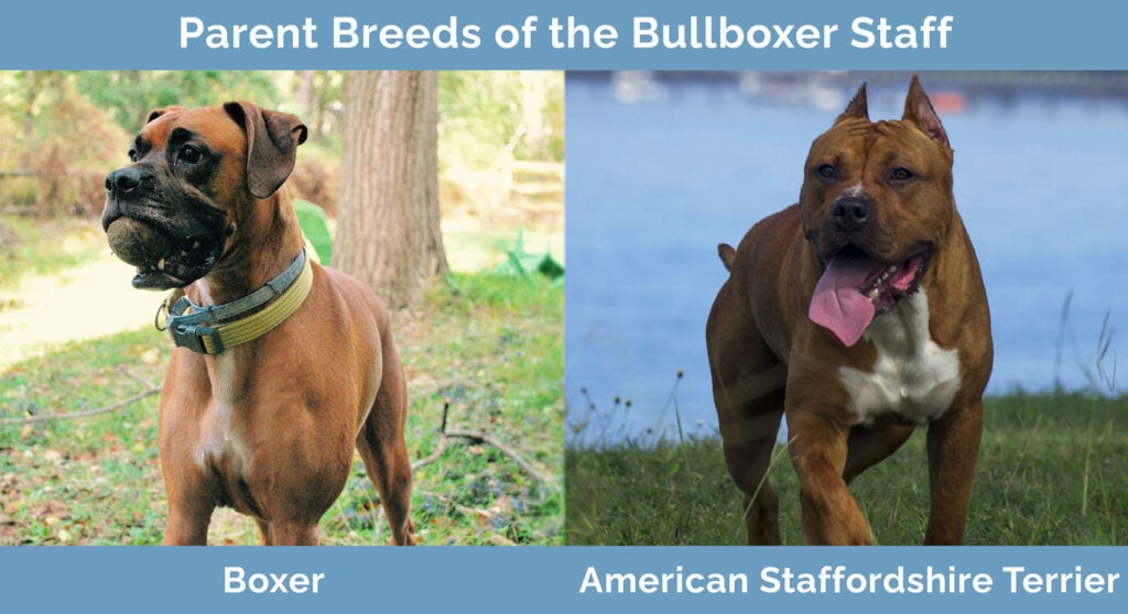 Parent Breeds of the Bullboxer Staff