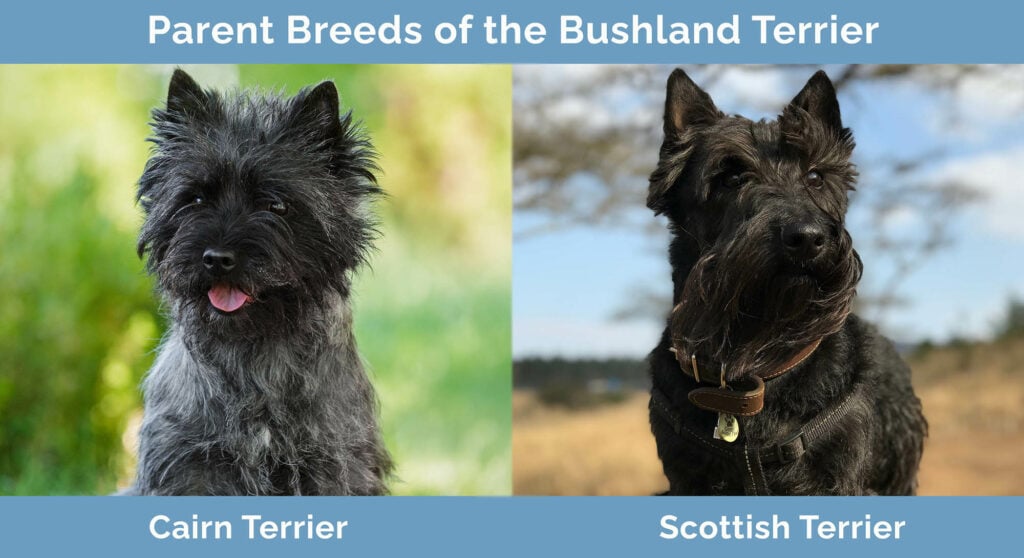 Parent Breeds of Bushland Terrier