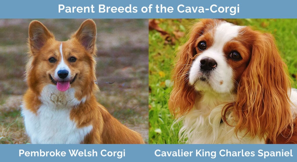 Parent Breeds of the Cava-Corgi