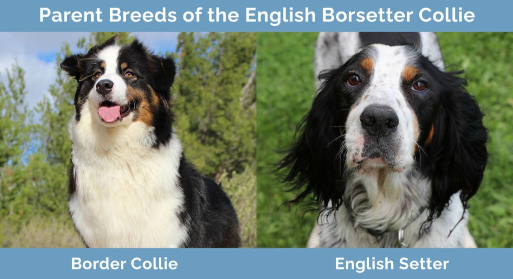Parent Breeds of English Borsetter Collie