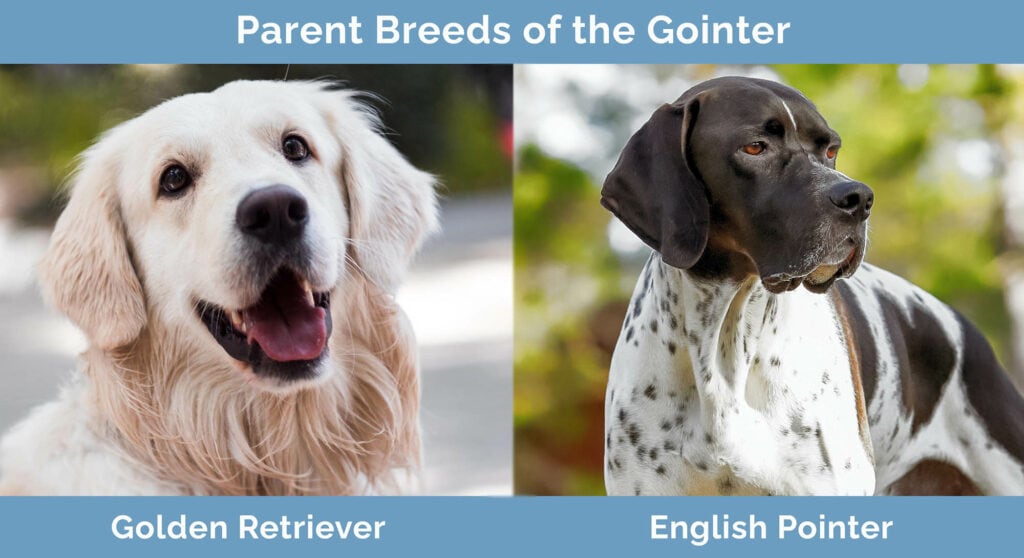 Parent Breeds of the Gointer