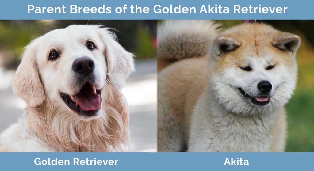 Parent Breeds of the Golden Akita Retriever