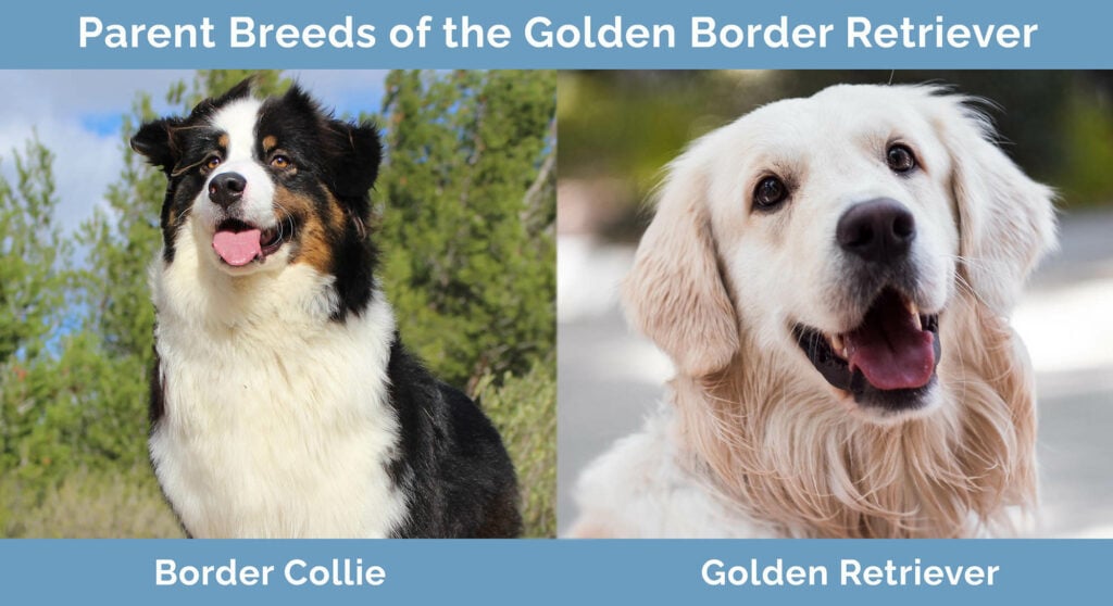 Parent Breeds of Golden Border Retriever