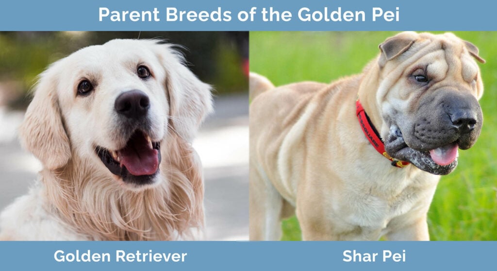 Parent Breeds of the Golden Pei