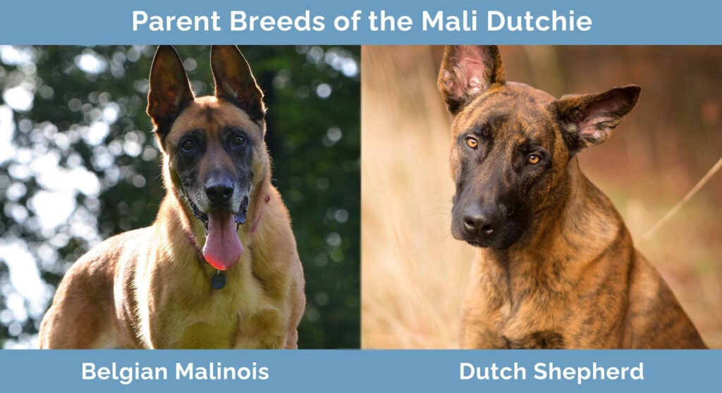 Parent Breeds of the Mali Dutchie
