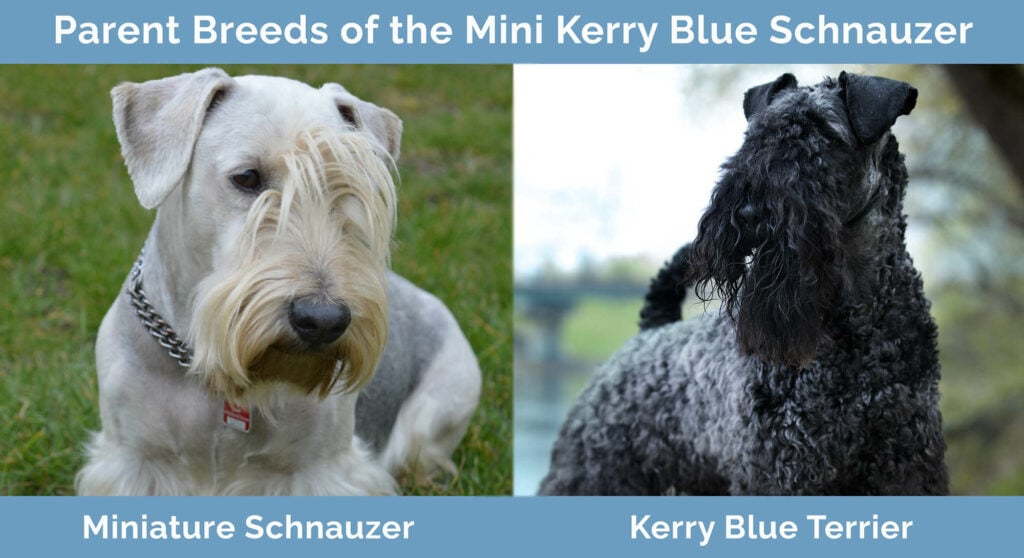 Parent Breeds of the Mini Kerry Blue Schnauzer