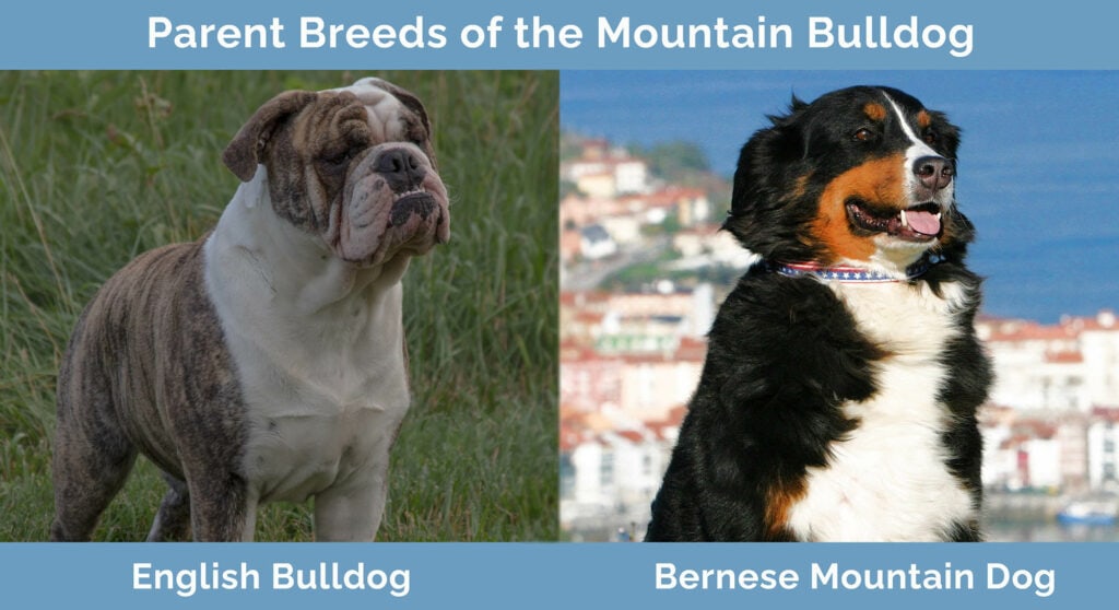 Parent Breeds of the Mountain Bulldog