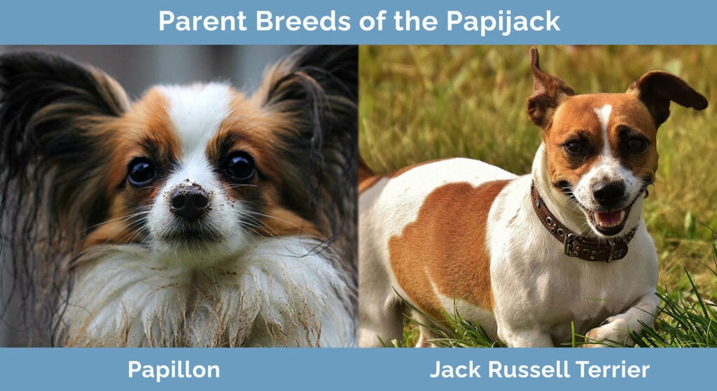 Parent Breeds of the Papijack
