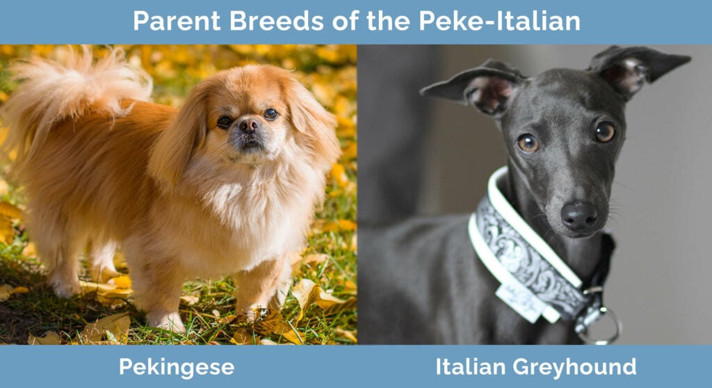 Parent Breeds of the Peke-Italian