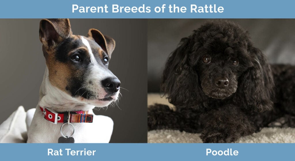 Parent Breeds of the Rattle