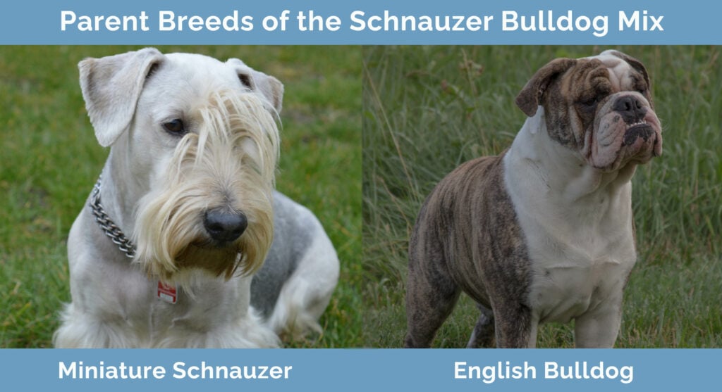Parent Breeds of the Schnauzer Bulldog