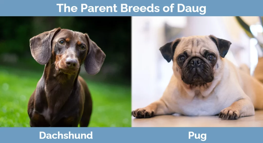 The parent breeds of Daug