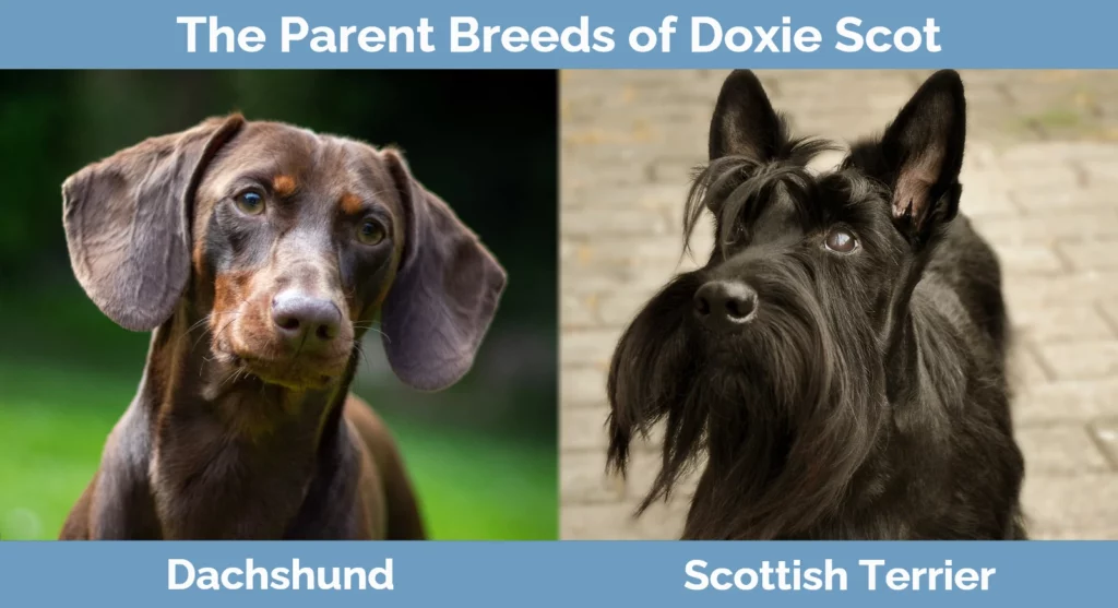 The parent breeds of Doxie Scot