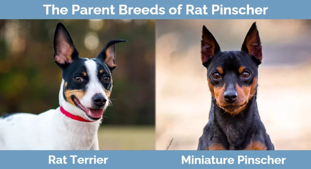 The parent breeds of Rat Pinscher