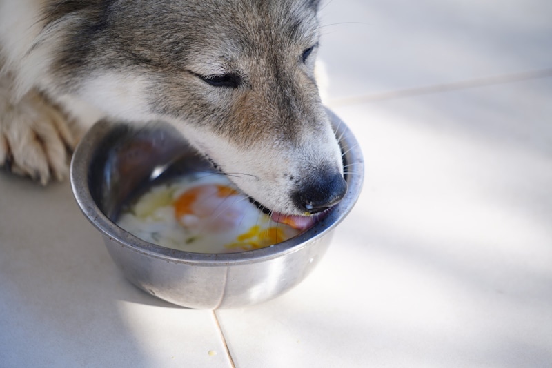 Dog eating a soft-boiled egg