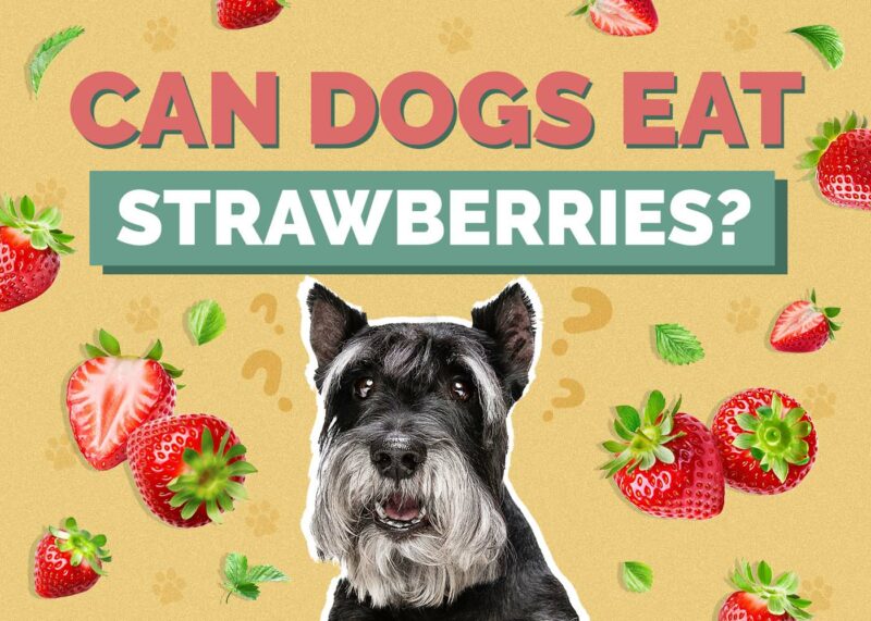 Hepper_Can Dogs Eat_Strawberries