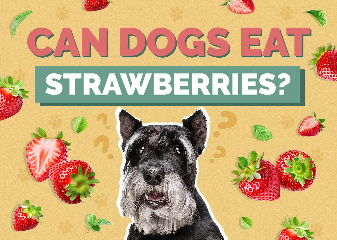 Hepper_Can Dogs Eat_Strawberries