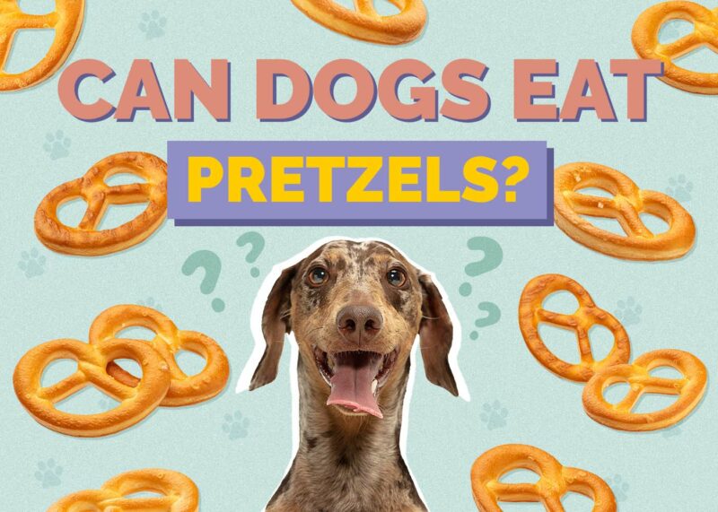 Hepper_Can Dogs Eat_Pretzels