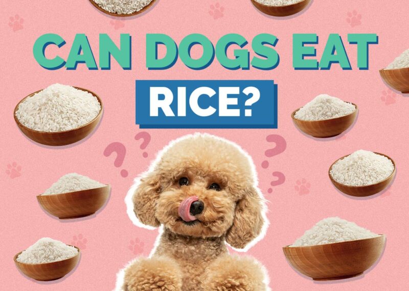 Hepper_Can Dogs Eat_Rice