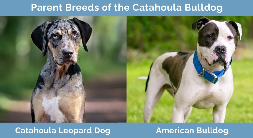 Parents Breeds of the Catahoula Bulldog