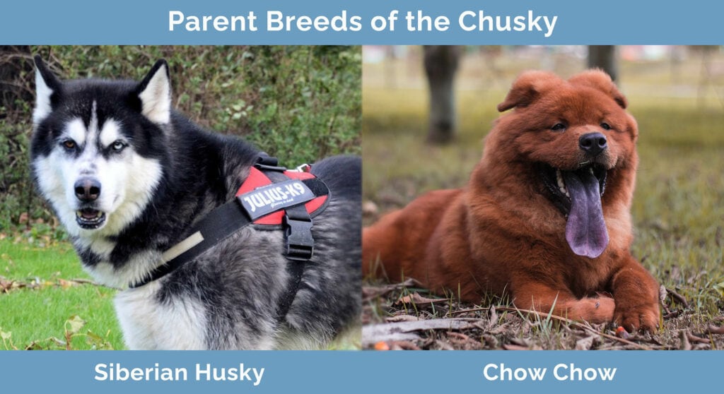 Parents Breeds of the Chusky