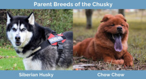 Chusky (Siberian Husky & Chow Chow Mix): Info, Pictures ...