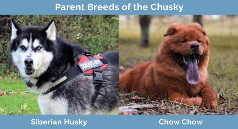 Chusky (Siberian Husky & Chow Chow Mix): Info, Pictures ...