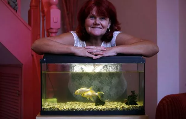 goldfish-tom-and-jerry-with-their-owner-Janice-Gibson