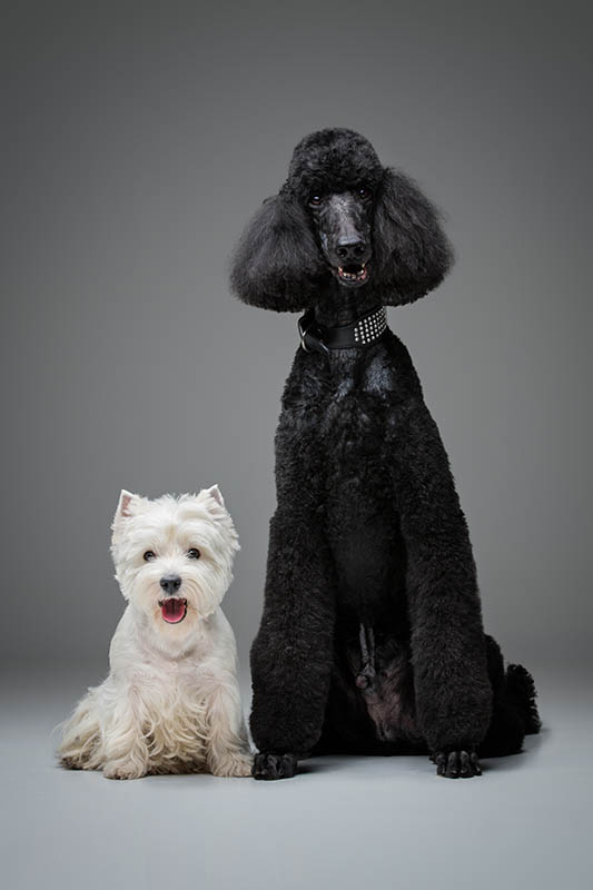 westie and black poodle