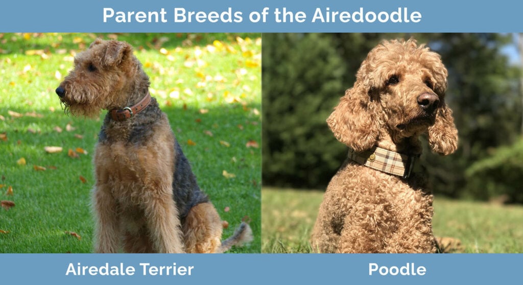 Parent Breeds of the Airedoodle