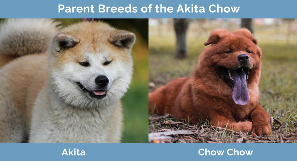 Parent Breeds of the Akita Chow