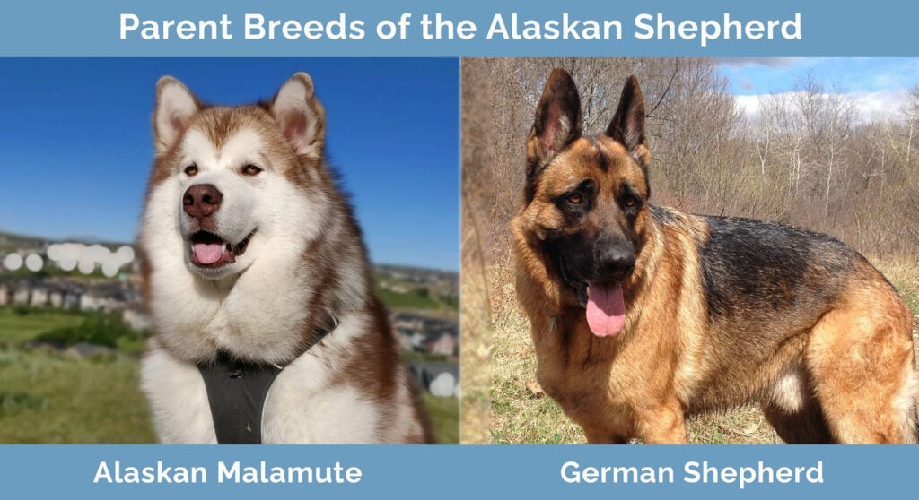 Parents Breeds of the Alaskan Shepherd