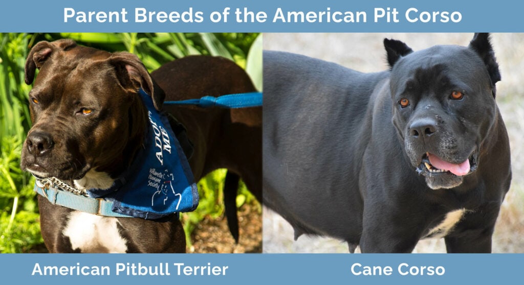 Parent Breeds of the American Pit Corso