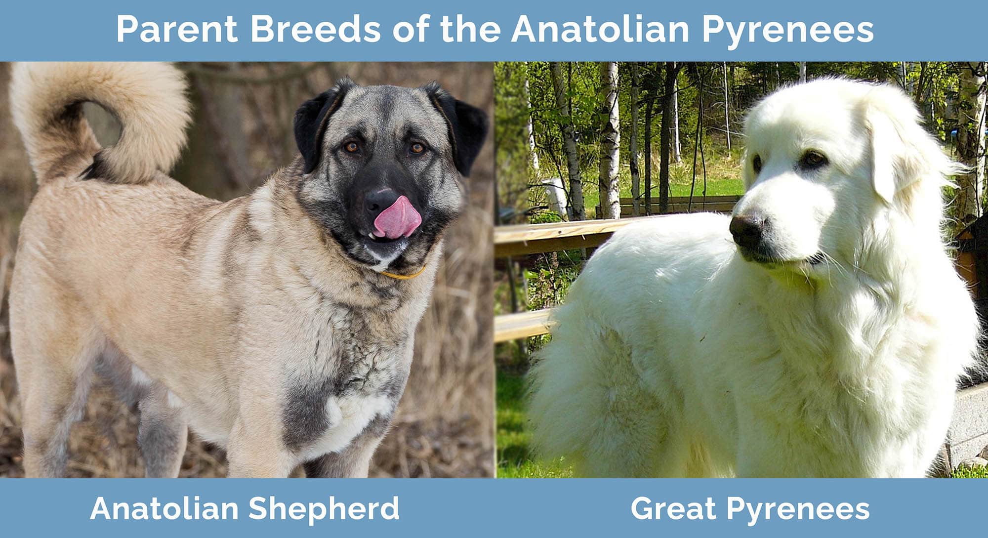 Anatolian Shepherd Great Pyrenees Mix