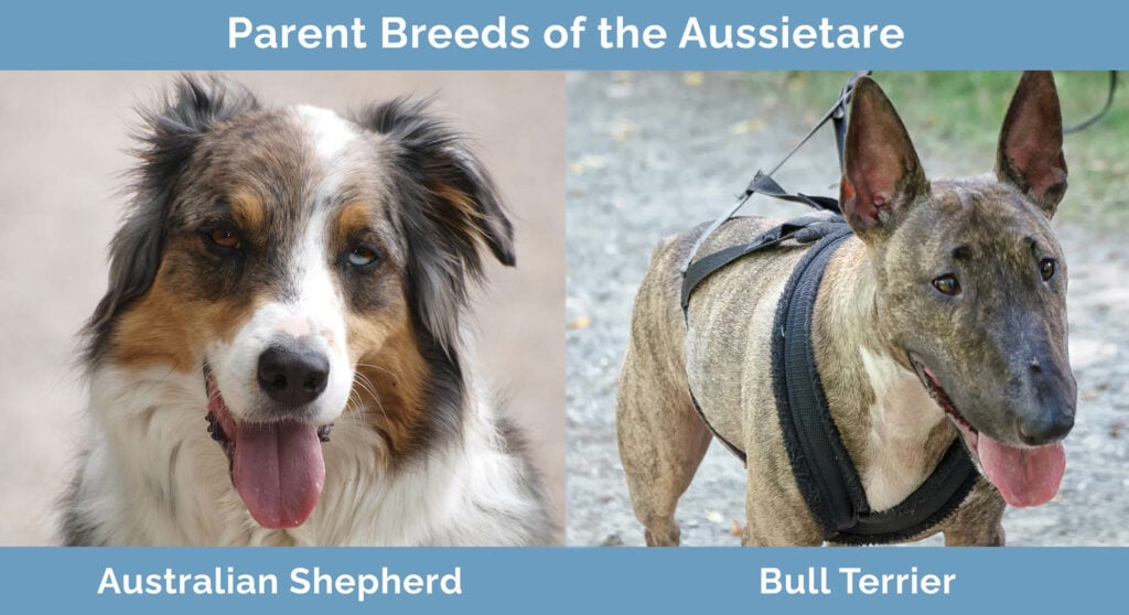 Parents Breeds of the Aussietare