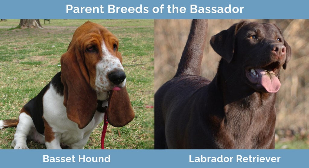 Parent Breeds of the Bassador